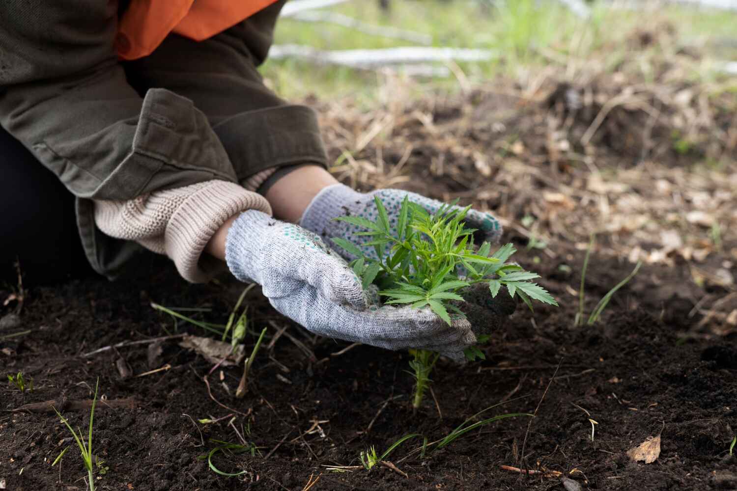 Trusted Washington Terrace, UT Tree Service Experts